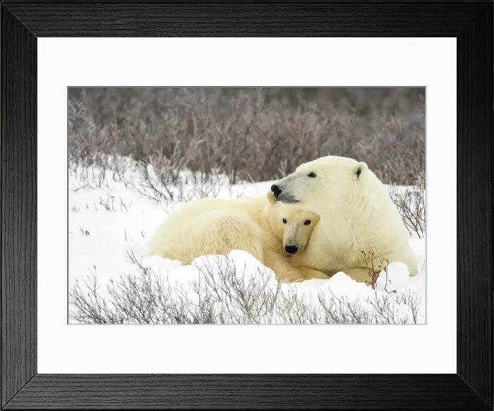 Framed Print : Polar Bear (Ursus maritimus) Mother and yearling cub resting along the Hudson Bay coast Framed Print : Polar Bear (Ursus maritimus) Mother and yearling cub resting along the Hudson Bay coast