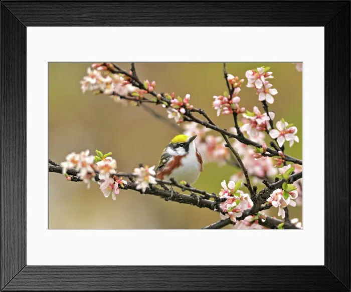 Framed Print : Chestnut-sided (Dendroica pensylvanica) Warbler in Nanking cherry tree in spring Winnipeg, MANITOBA, Canada