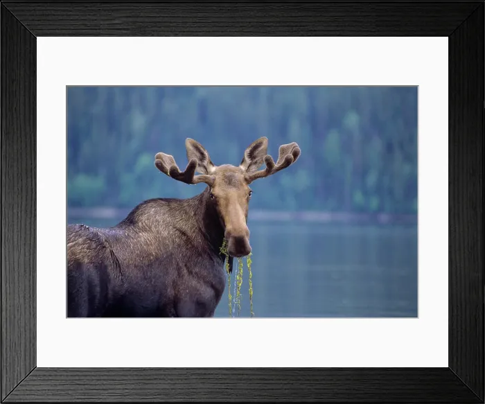 Framed Print : Young bull moose, Bowron Lake Provincial Park, British Columbia, Canada