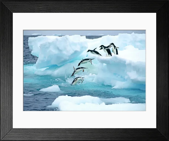 Framed Print : A group of Adelie penguins Pygoscelis adelie leaving their nesting colony on a foraging trip. Antarctic Peninsula Framed Print : A group of Adelie penguins Pygoscelis adelie leaving their nesting colony on a foraging trip. Antarctic Peninsula