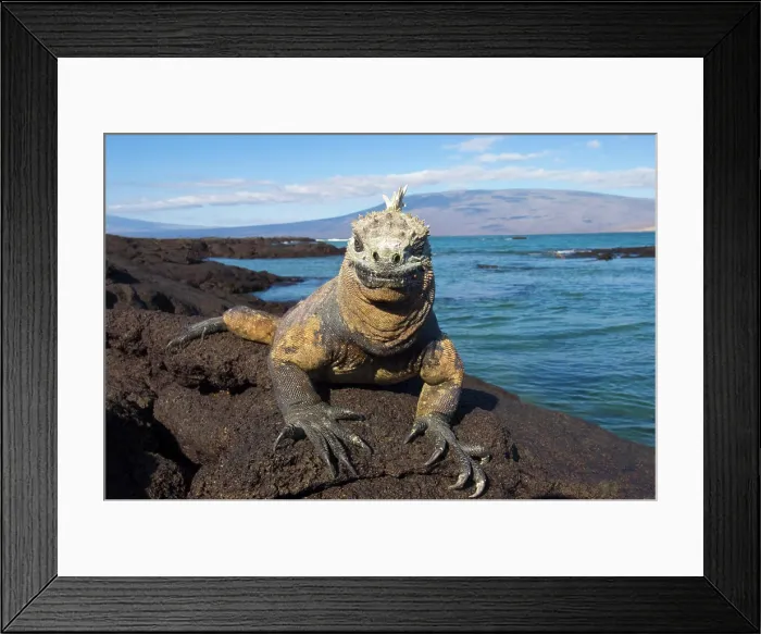 Framed Print : Marine iguana Amblyrhynchus cristatus, Fernandina Island, Galapagos Archipelago, Ecuador Framed Print : Marine iguana Amblyrhynchus cristatus, Fernandina Island, Galapagos Archipelago, Ecuador