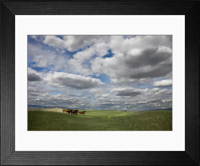 Framed Print : Horses running wild on the historic Gang Ranch in British Columbia, Canada Framed Print : Horses running wild on the historic Gang Ranch in British Columbia, Canada