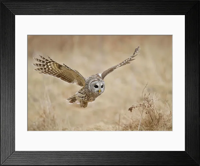 Framed Print : Barred Owl Strix varia hunting for prey Framed Print : Barred Owl Strix varia hunting for prey
