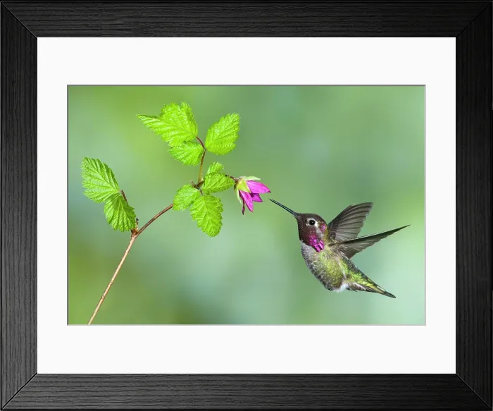 Framed Print : Anna´s Hummingbird Calypte anna at flower, Victoria, British Columbia, Canada Framed Print : Anna´s Hummingbird Calypte anna at flower, Victoria, British Columbia, Canada