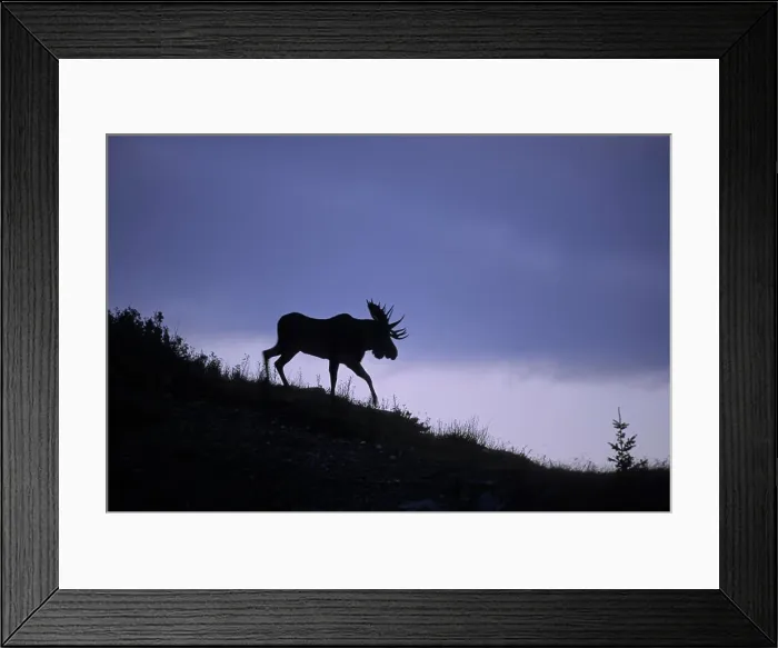 Framed Print : Moose Alces alces Male Silhouette, Autumn, Waterton Lakes National Park, Alberta, Canada