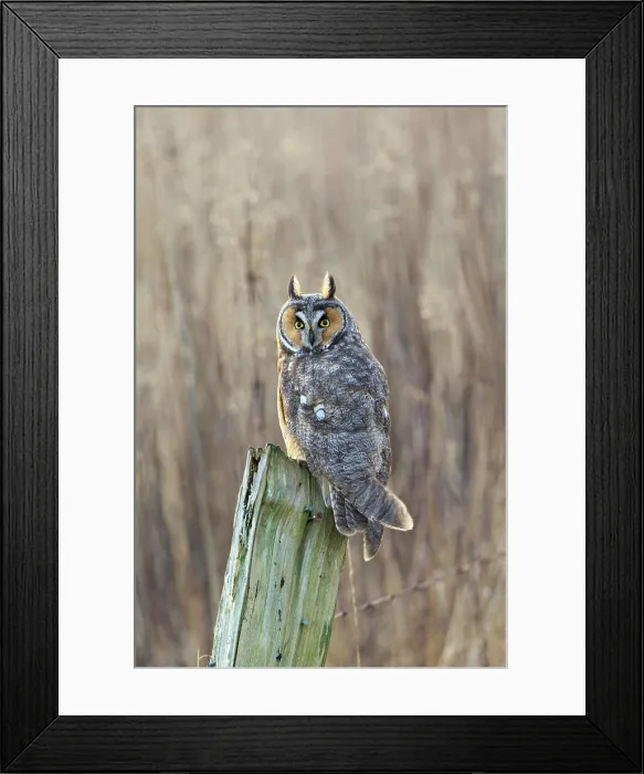 Framed Print : Long-eared owl (Asio otus), Boundary Bay, British Columbia, Canada Framed Print : Long-eared owl (Asio otus), Boundary Bay, British Columbia, Canada