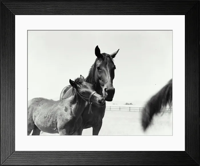 Framed Print : Vintage Photograph. Mare and her colt outside in pasture nuzzling Framed Print : Vintage Photograph. Mare and her colt outside in pasture nuzzling