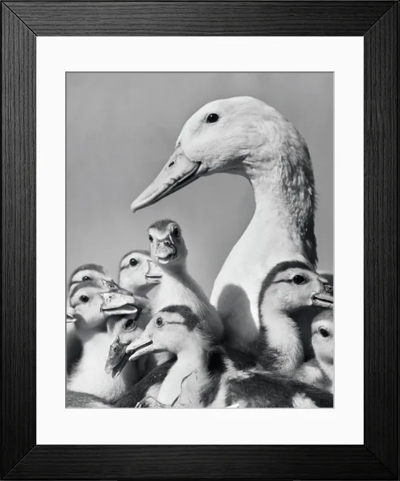 Framed Print : Geese Framed Print : Geese
