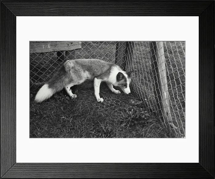 Framed Print : Vintage photograph. Close-up of a rare platinum Fox Framed Print : Vintage photograph. Close-up of a rare platinum Fox