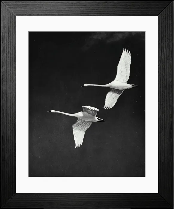Framed Print : Vintage photograph. Two geese flying through air together Framed Print : Vintage photograph. Two geese flying through air together