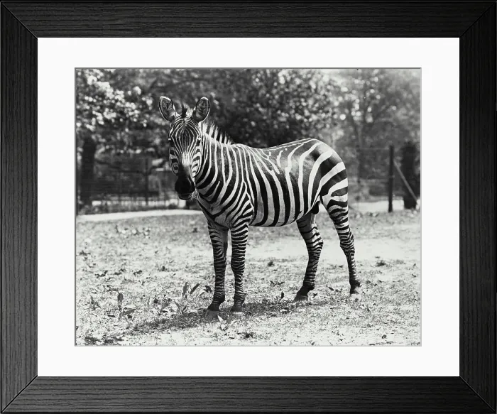 Framed Print : Vintage photograph. Zebra seen standing in enclosure Framed Print : Vintage photograph. Zebra seen standing in enclosure