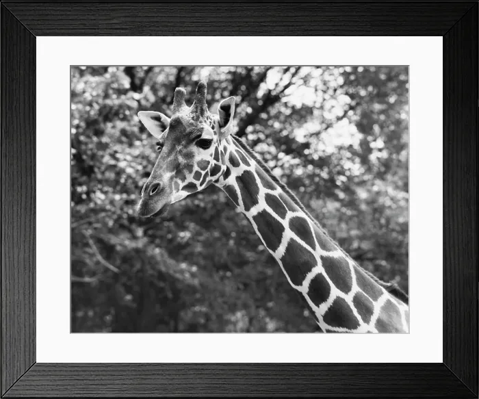 Framed Print : Close-up of a giraffe (Giraffa camelopardalis) Framed Print : Close-up of a giraffe (Giraffa camelopardalis)