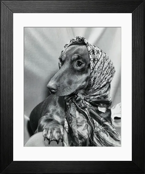Framed Print : Dachshund wearing a scarf Framed Print : Dachshund wearing a scarf