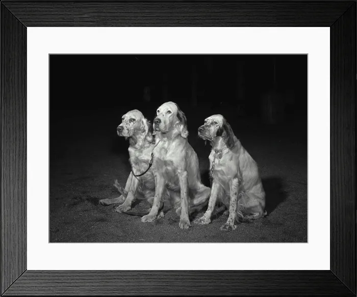 Framed Print : Vintage Photograph. Three English setters sitting next to each other Framed Print : Vintage Photograph. Three English setters sitting next to each other