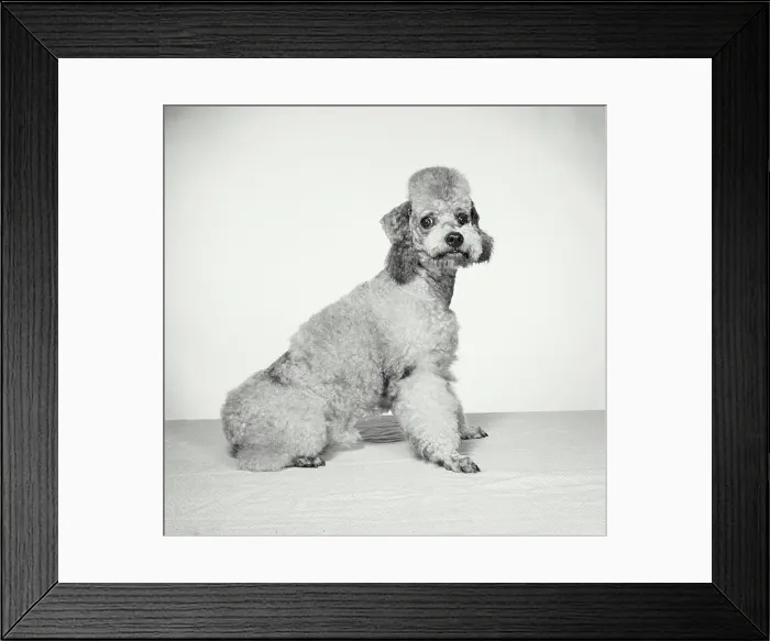 Framed Print : Vintage Photograph. Groomed poodle on blank background. Frame 7 Framed Print : Vintage Photograph. Groomed poodle on blank background. Frame 7