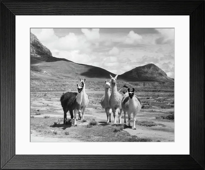 Framed Print : Five llamas standing in a field, Peru (Lama glama) Framed Print : Five llamas standing in a field, Peru (Lama glama)