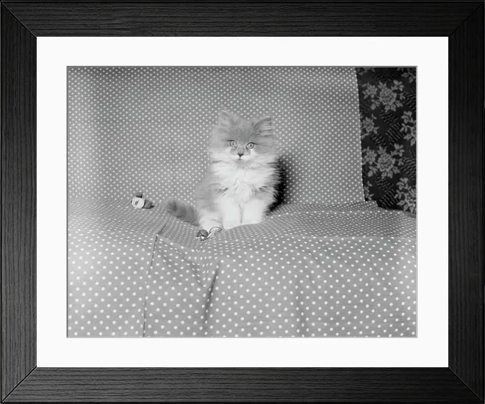 Framed Print : Kitten sitting on coach Framed Print : Kitten sitting on coach
