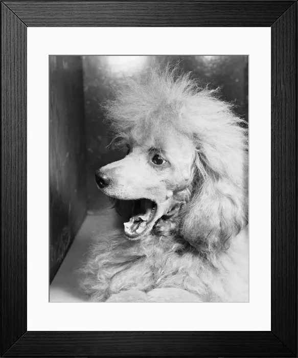 Framed Print : French Poodle Framed Print : French Poodle