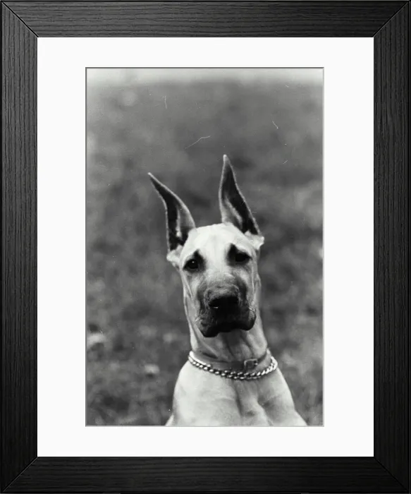 Framed Print : Vintage Photograph. A Head of a boxer dog looking at camera Framed Print : Vintage Photograph. A Head of a boxer dog looking at camera
