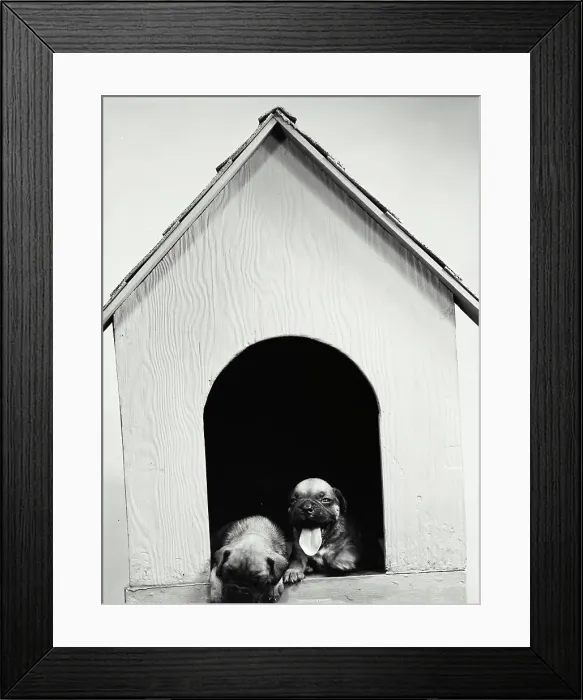 Framed Print : Vintage Photograph. Boxer pups in Dog House Framed Print : Vintage Photograph. Boxer pups in Dog House
