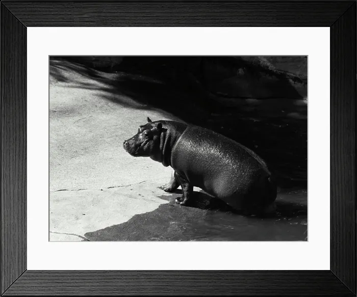 Framed Print : Vintage Photograph. Hippopotamus sitting on edge of rock Framed Print : Vintage Photograph. Hippopotamus sitting on edge of rock