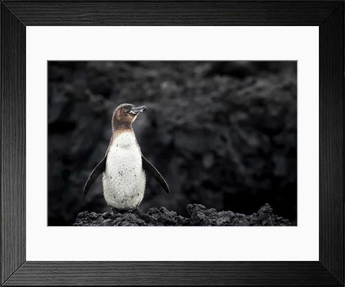 Framed Print : Galapagos penguin (Spheniscus mendiculus), Isabela Island, Galapagos Framed Print : Galapagos penguin (Spheniscus mendiculus), Isabela Island, Galapagos