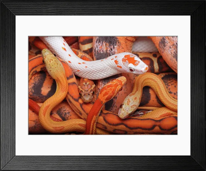 Framed Print : Corn snakes (Pantherophis guttatus), native to South East USA, in various bred morphs. Captive Framed Print : Corn snakes (Pantherophis guttatus), native to South East USA, in various bred morphs. Captive