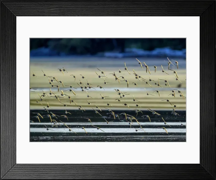 Framed Print : Shore birds along Pacific Rim National Park, Canada Framed Print : Shore birds along Pacific Rim National Park, Canada
