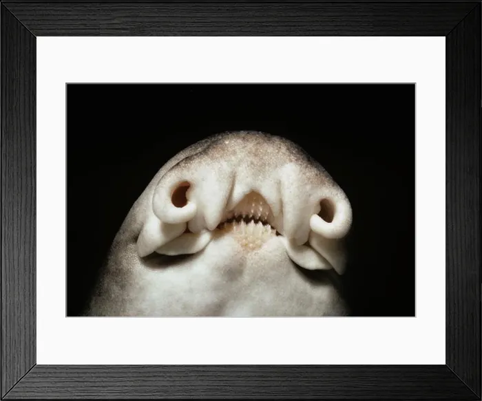 Framed Print : Nostrils and mouth parts of Port Jackson shark (Heterodontus philippi) at night, South Australia, Great Australian Bight Framed Print : Nostrils and mouth parts of Port Jackson shark (Heterodontus philippi) at night, South Australia, Great Australian Bight
