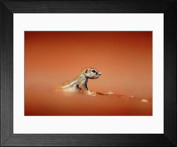 Framed Print : Cape ground squirrel Framed Print : Cape ground squirrel