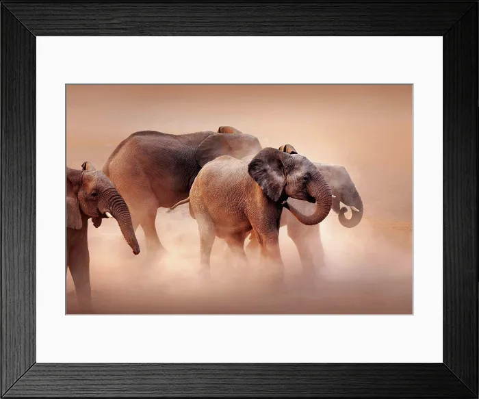Framed Print : Elephants in desert dust Framed Print : Elephants in desert dust