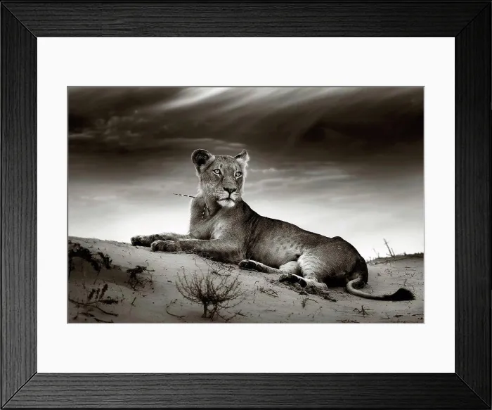 Framed Print : Lioness on desert dune