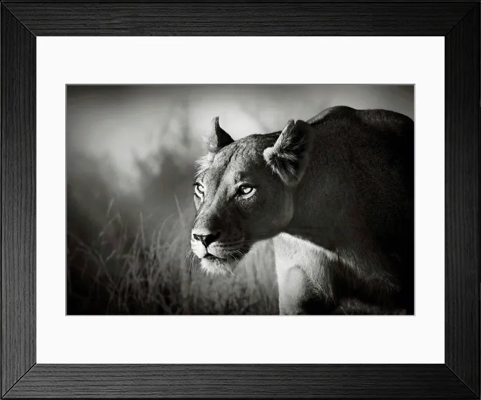 Framed Print : Lioness stalking Framed Print : Lioness stalking