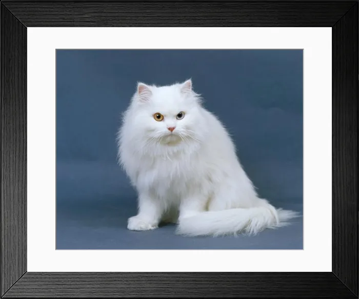 Framed Print : white persian cat (odd-eyed) Framed Print : white persian cat (odd-eyed)