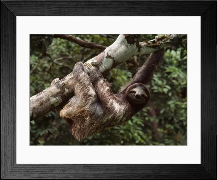Framed Print : three-toed sloth bradypus tridactylus cahuita national park, costa rica Framed Print : three-toed sloth bradypus tridactylus cahuita national park, costa rica