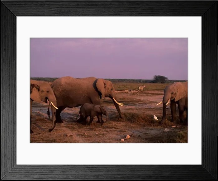 Framed Print : KENYA, AMBOSELI NATIONAL PARK, ELEPHANT COW WITH BABY