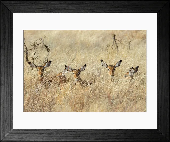 Framed Print : Juvenile Impalas (Aepyceros melampus) laying in the high grass in Samburu National Reserve in Kenya Framed Print : Juvenile Impalas (Aepyceros melampus) laying in the high grass in Samburu National Reserve in Kenya