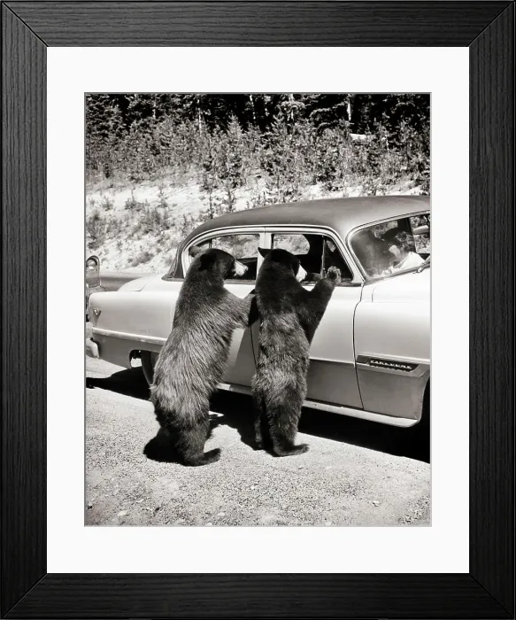 Framed Print : 1950s TWO BLACK BEARS Ursus americanus STANDING LOOKING IN WINDOWS OF CAR YELLOWSTONE NATIONAL PARK WYOMING USA Framed Print : 1950s TWO BLACK BEARS Ursus americanus STANDING LOOKING IN WINDOWS OF CAR YELLOWSTONE NATIONAL PARK WYOMING USA