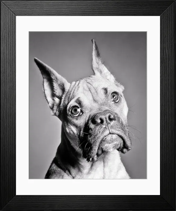 Framed Print : 1950s BOXER DOG PORTRAIT HEAD AND SHOULDER EYES LOOKING AT CAMERA WITH SAD BEGGING PLEADING HOPEFUL CONFUSED FACIAL Framed Print : 1950s BOXER DOG PORTRAIT HEAD AND SHOULDER EYES LOOKING AT CAMERA WITH SAD BEGGING PLEADING HOPEFUL CONFUSED FACIAL