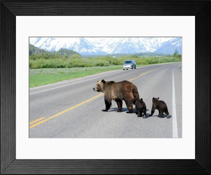 Framed Print : USA, Wyoming, Grand Teton National Park, Research grizzly sow 610 and her two cubs cross highway near Willow Flats