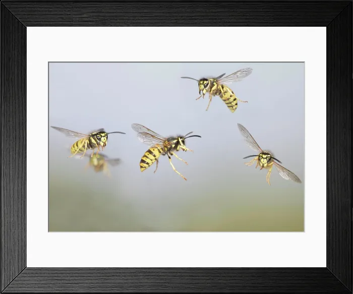 Framed Print : Common Wasp - group in flight (Vespula vulgaris). Bedfordshire UK