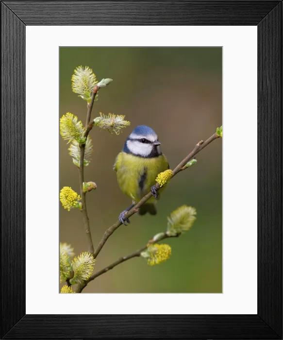 Framed Print : Blue Tit (Parus caeruleus). Cornwall - UK Framed Print : Blue Tit (Parus caeruleus). Cornwall - UK