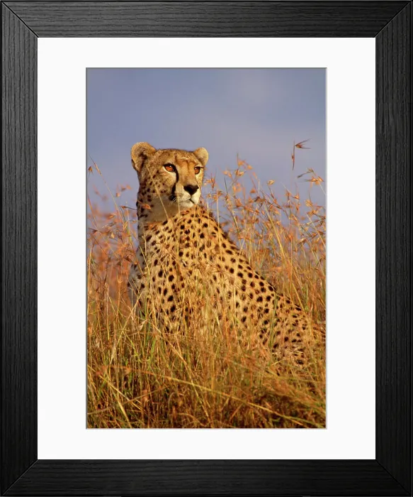 Framed Print : Cheetah (Acinonyx jubatus). Maasai Mara, Kenya, Africa