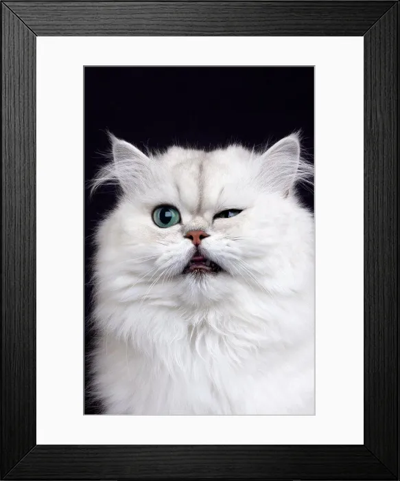 Framed Print : Chinchilla Persian Domestic Cat, Portrait Of Adult With Funny Face Against Black Background Framed Print : Chinchilla Persian Domestic Cat, Portrait Of Adult With Funny Face Against Black Background