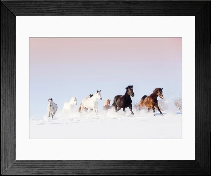 Framed Print : Domestic horse. Mixed herd galloping on a snowy pasture. Germany Framed Print : Domestic horse. Mixed herd galloping on a snowy pasture. Germany