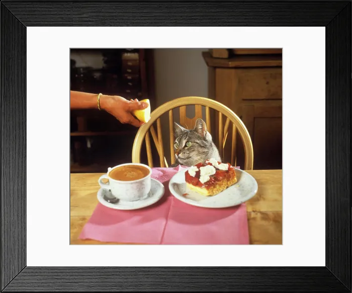 Framed Print : cat education - using a lemon Framed Print : cat education - using a lemon