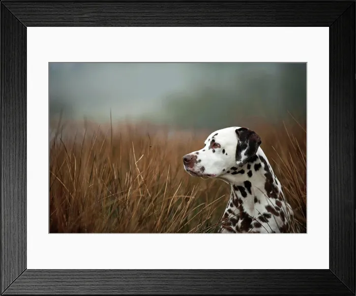 Framed Print : Dalmatian. Portrait of adult dog with reed in backgroud during foggy weather Framed Print : Dalmatian. Portrait of adult dog with reed in backgroud during foggy weather