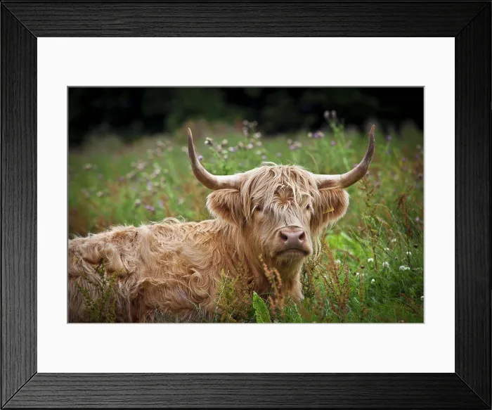 Framed Print : Scotland, Moray, Elgin. A Highland Cow