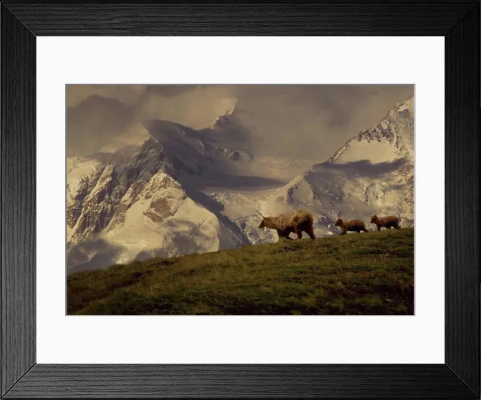 Framed Print : Grizzly Family walking along ridge Interior AK fall scenic Framed Print : Grizzly Family walking along ridge Interior AK fall scenic