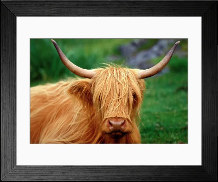Framed Print : Scotland, highland cow Framed Print : Scotland, highland cow
